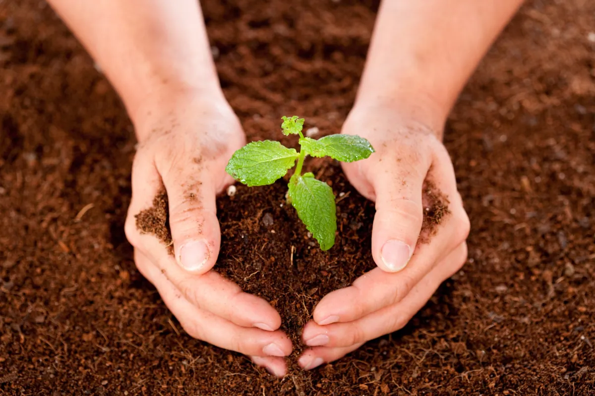 Plantering - en tjänst inom trädgårdsskötsel som erbjuds av Malms Trädgårdsanläggningar